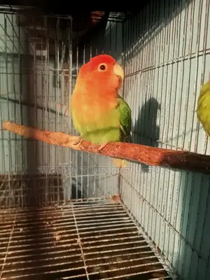 Love Birds Female 2 Pis