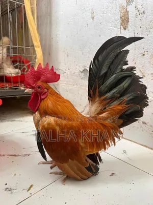শো সেরেমা মুরগি ২০ দিন বয়সী বাচ্চা।