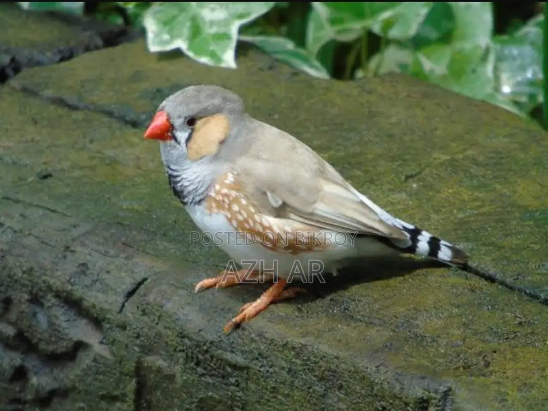 জেব্রা ফিঞ্চ