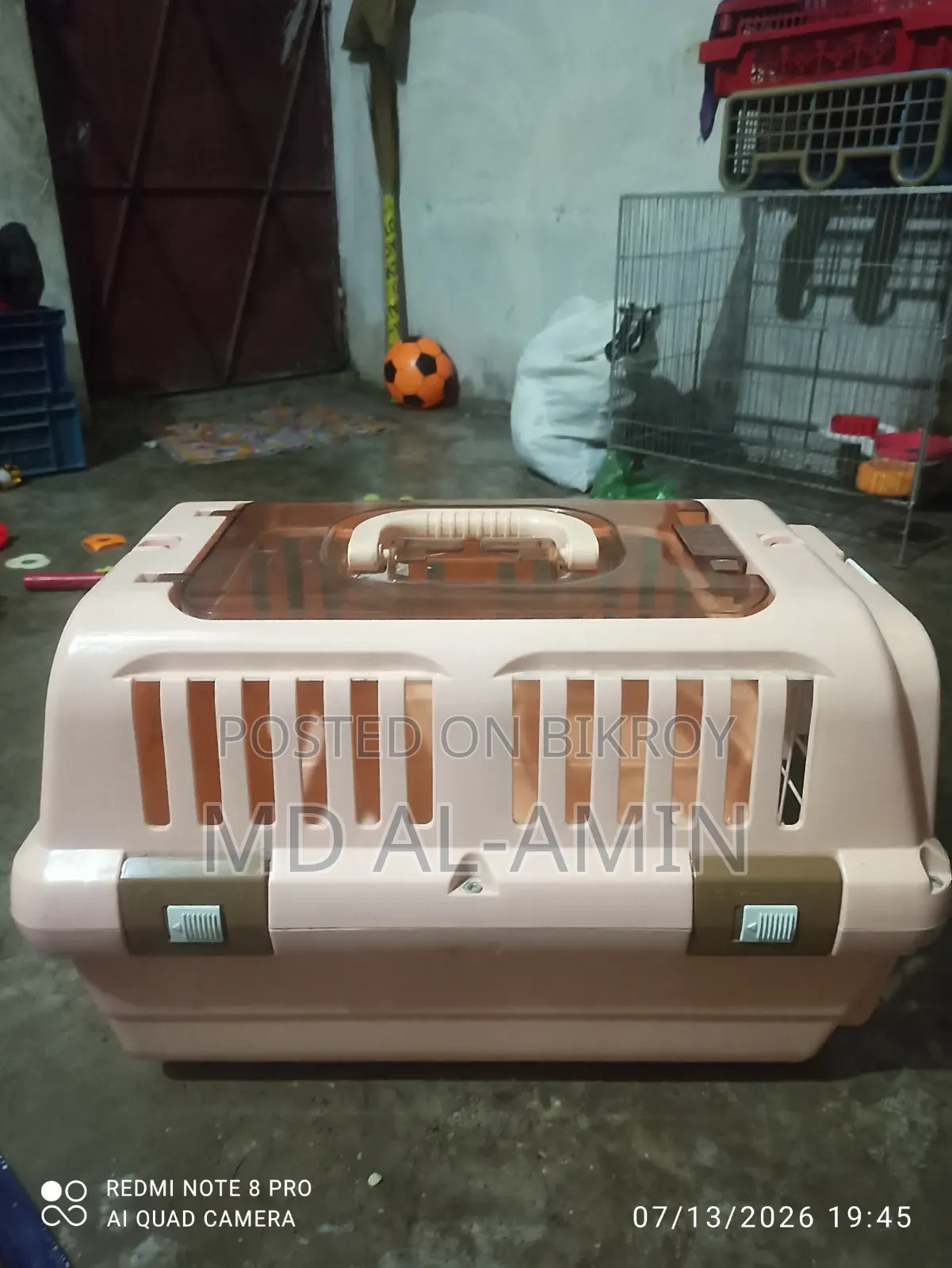 0-1 month Male Mixed Breed Bengal