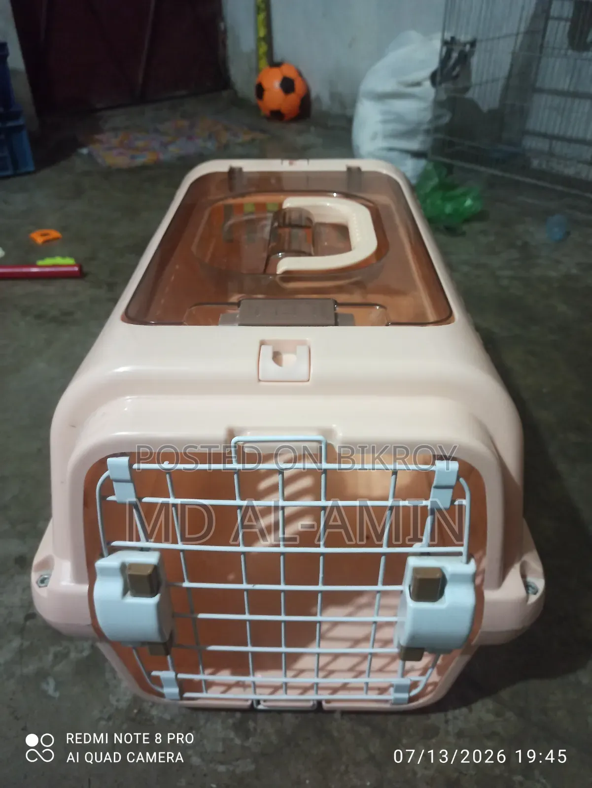 0-1 month Male Mixed Breed Bengal