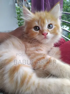 ১-৩ মাস বয়সী ফিমেল মিক্সড ব্রিড পার্সিয়ান
