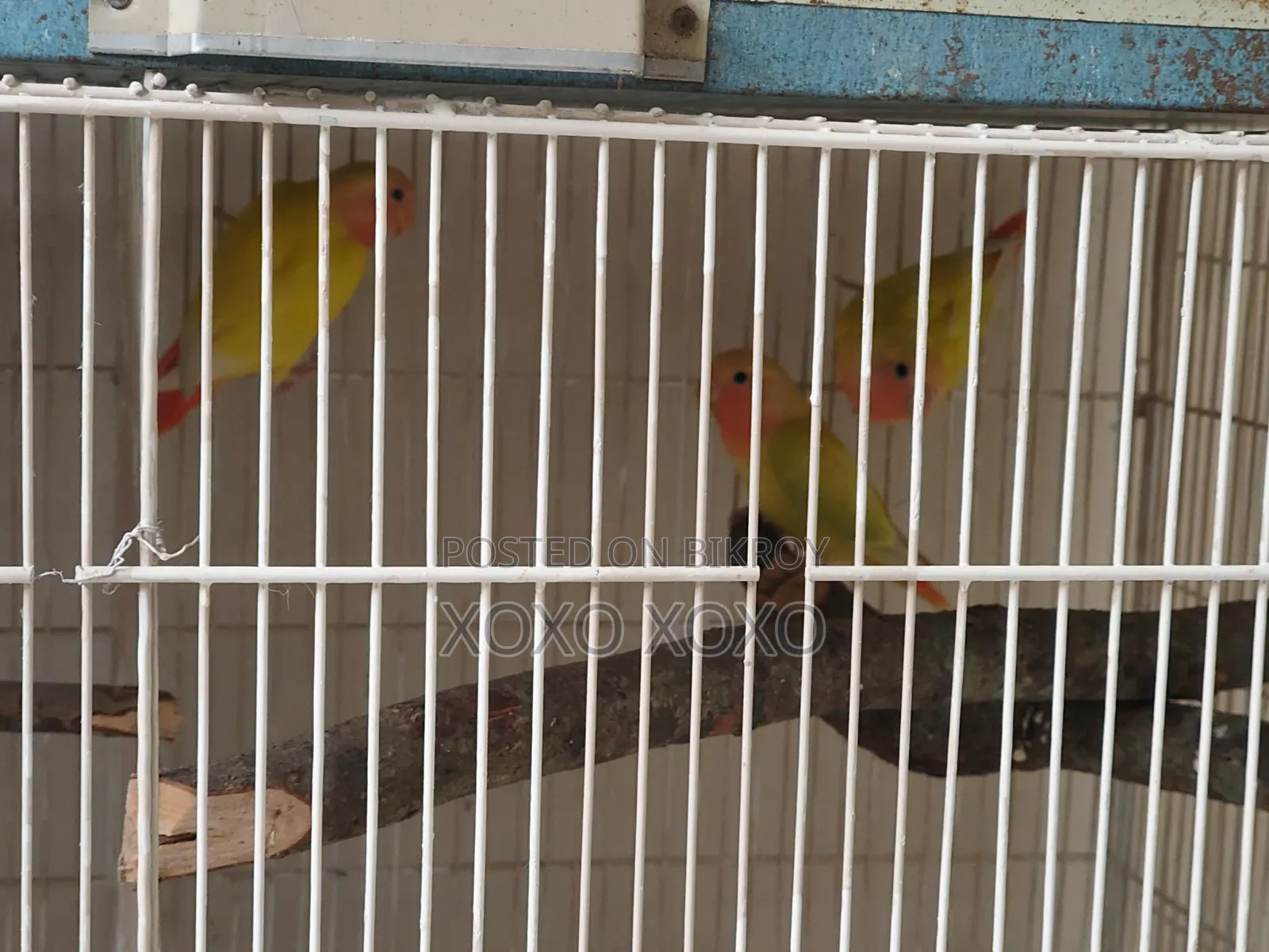 লাভ বার্ড বিক্রির জন্য