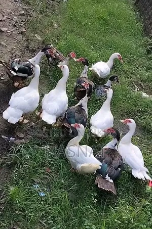 11 Male Muscovy Ducks