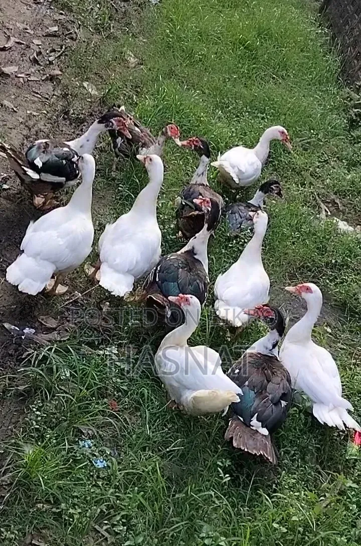 ১১ টা মেইল চিনাহাস