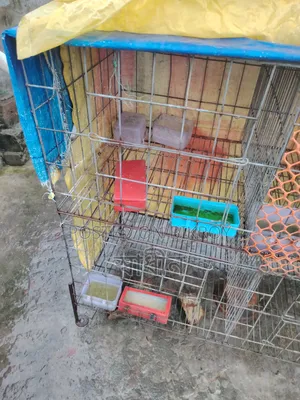 Pigeon Cage for Sale