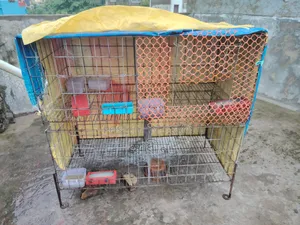 Pigeon Cage for Sale