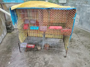 Pigeon Cage for Sale