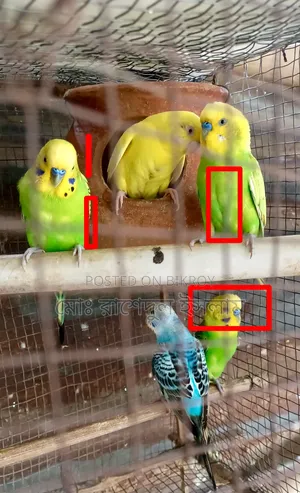 ৩টা মেল বাজরিগার পাখি