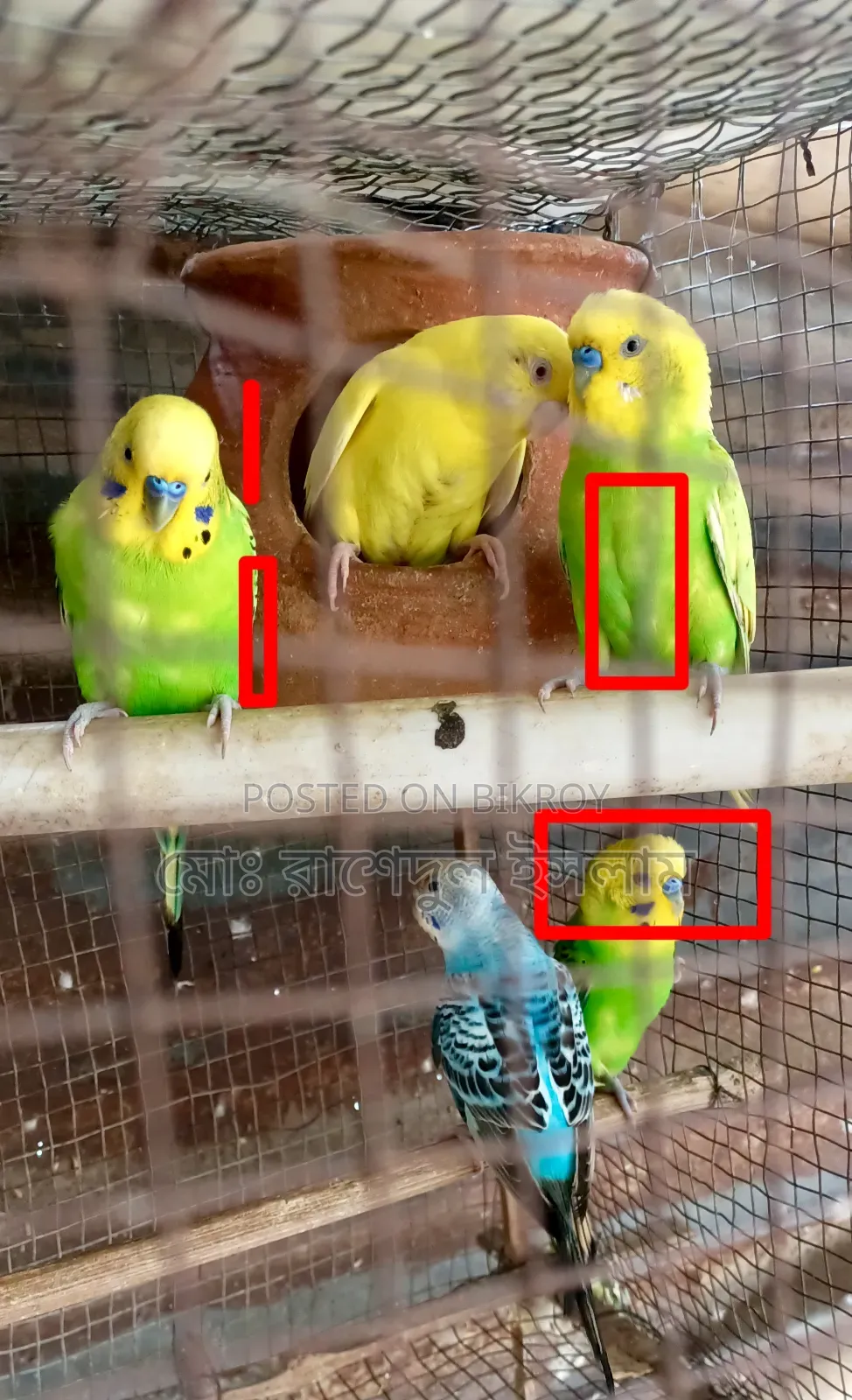 3 Male Budgerigar Birds