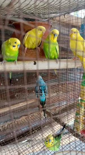 3 Male Budgerigar Birds