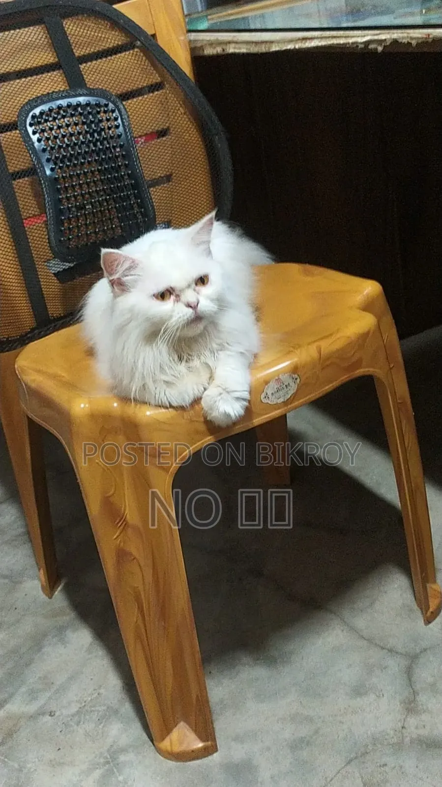 ১+ বছর বয়সী স্ত্রী বিশুদ্ধ পার্সিয়ান বিড়াল
