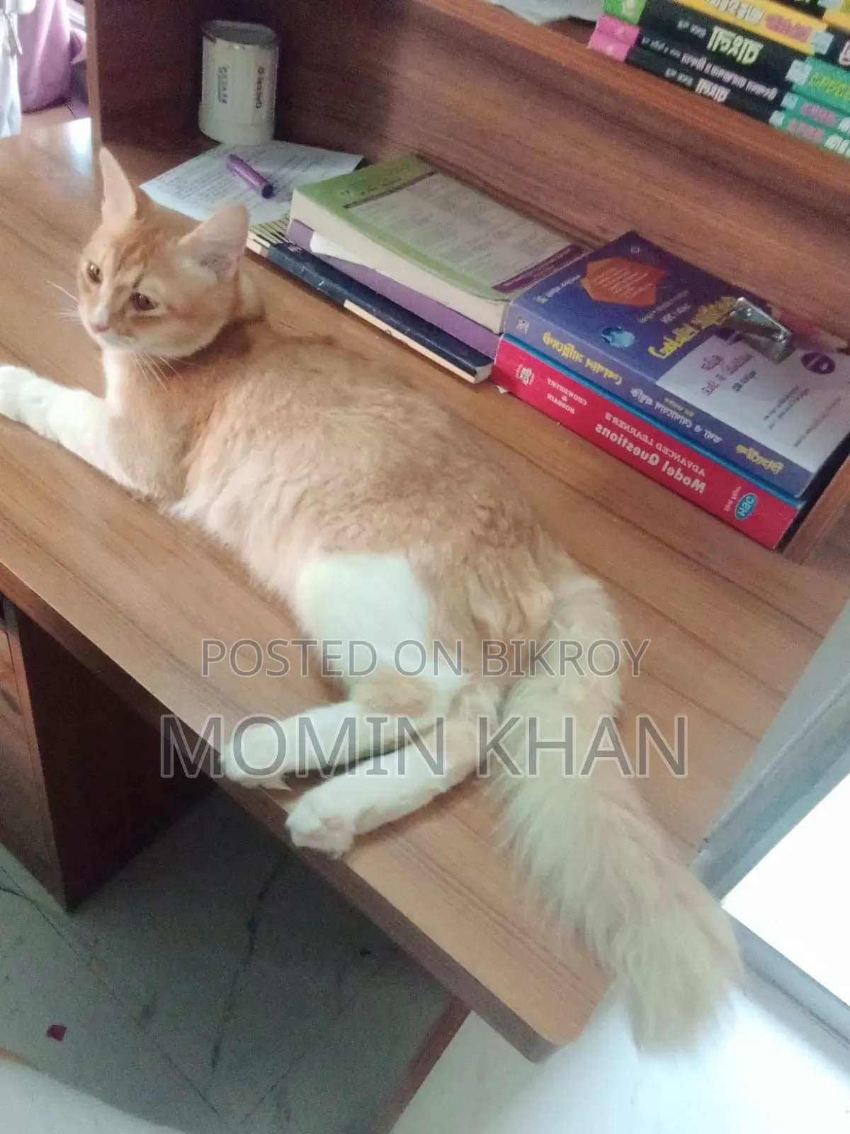 ৬-১২ মাস বয়সী পুরুষ মিক্সড ব্রিড পার্সিয়ান