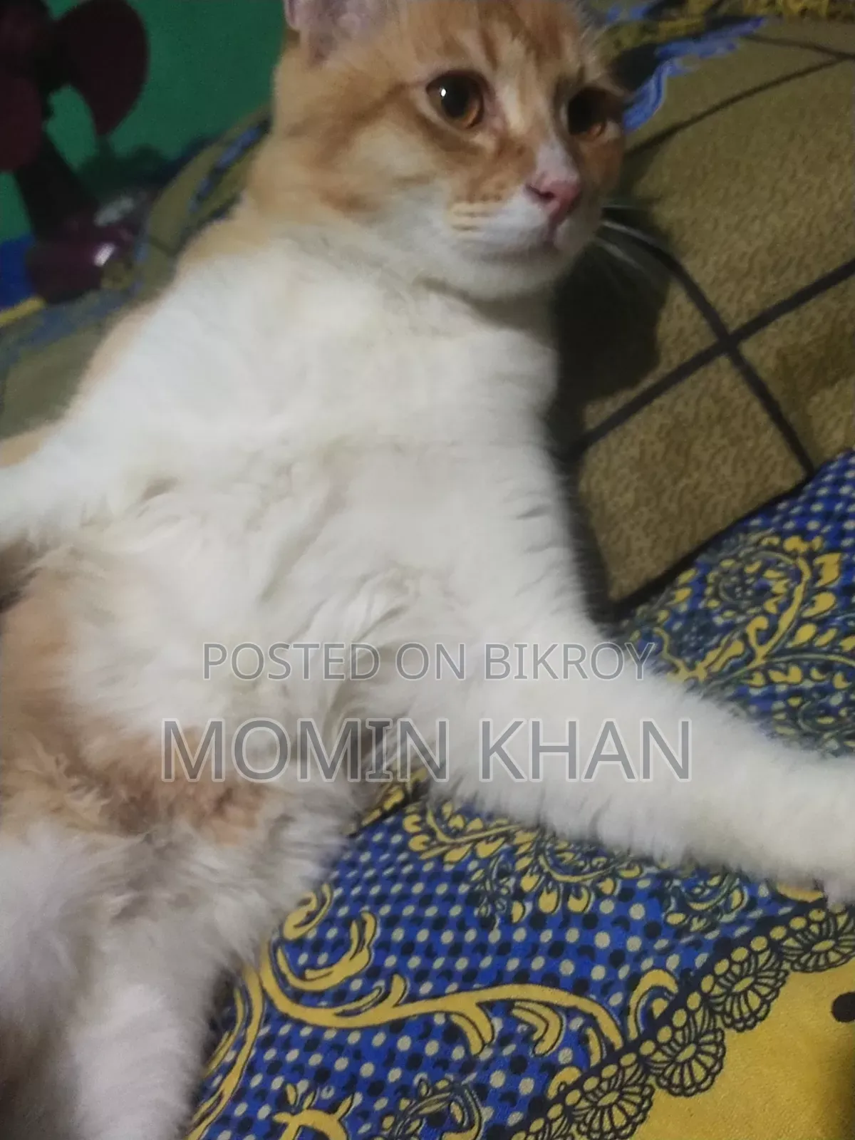 ৬-১২ মাস বয়সী পুরুষ মিক্সড ব্রিড পার্সিয়ান