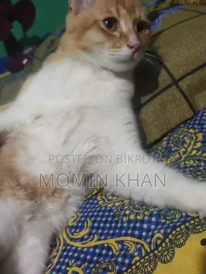 ৬-১২ মাস বয়সী পুরুষ মিক্সড ব্রিড পার্সিয়ান