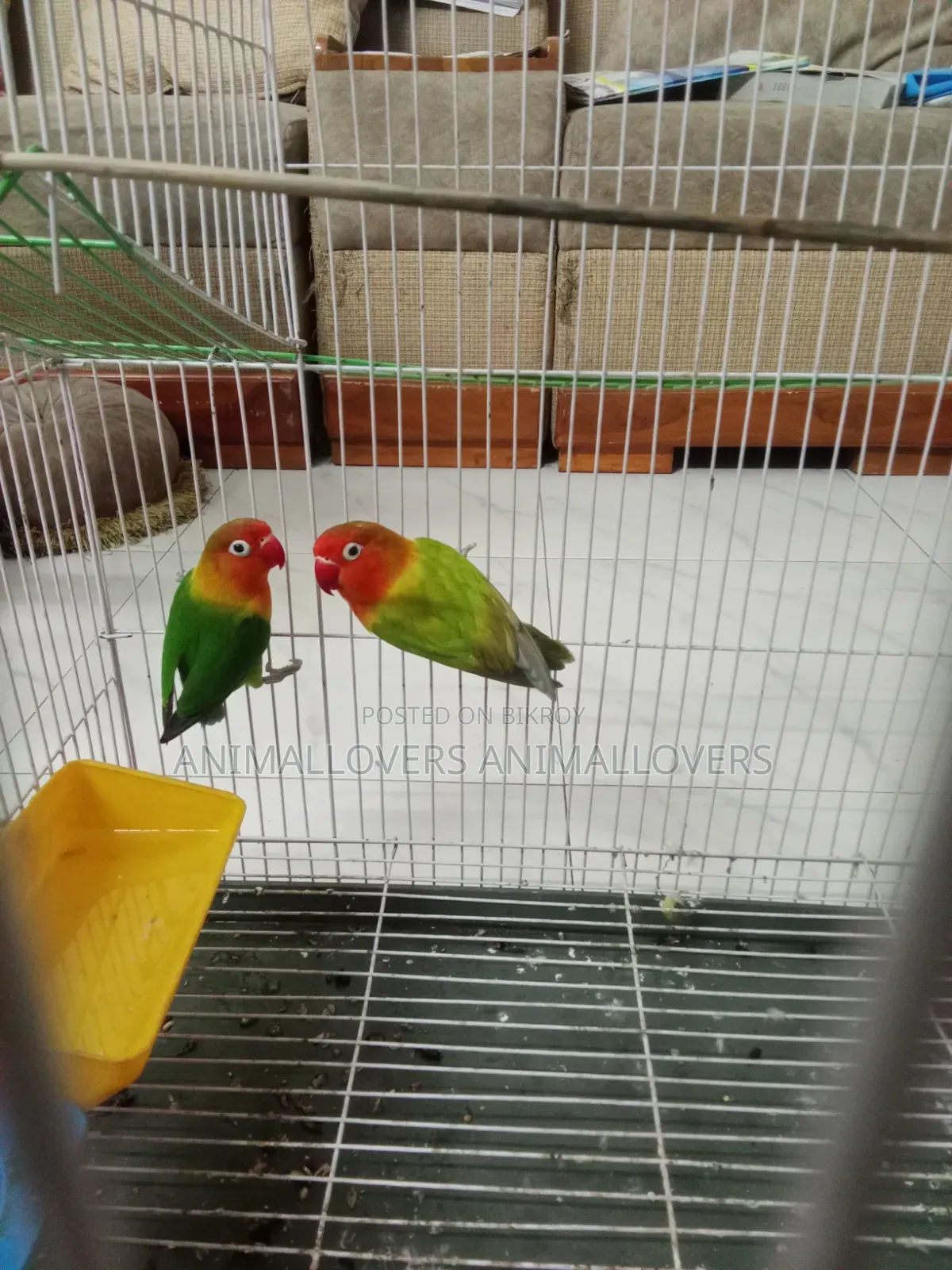 (ফিশারস লাভবার্ড)