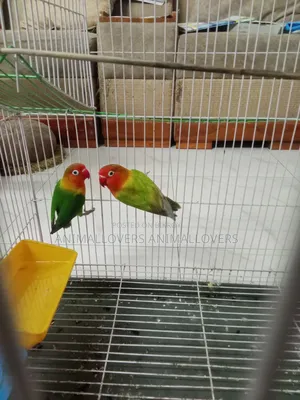 (ফিশারস লাভবার্ড)