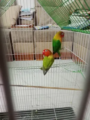 (ফিশারস লাভবার্ড)