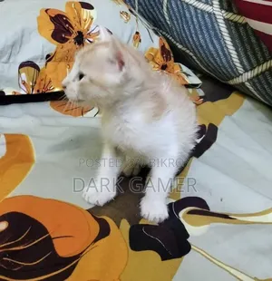 ০-১ মাস বয়সী পুরুষ বিশুদ্ধ পার্সিয়ান বিড়াল
