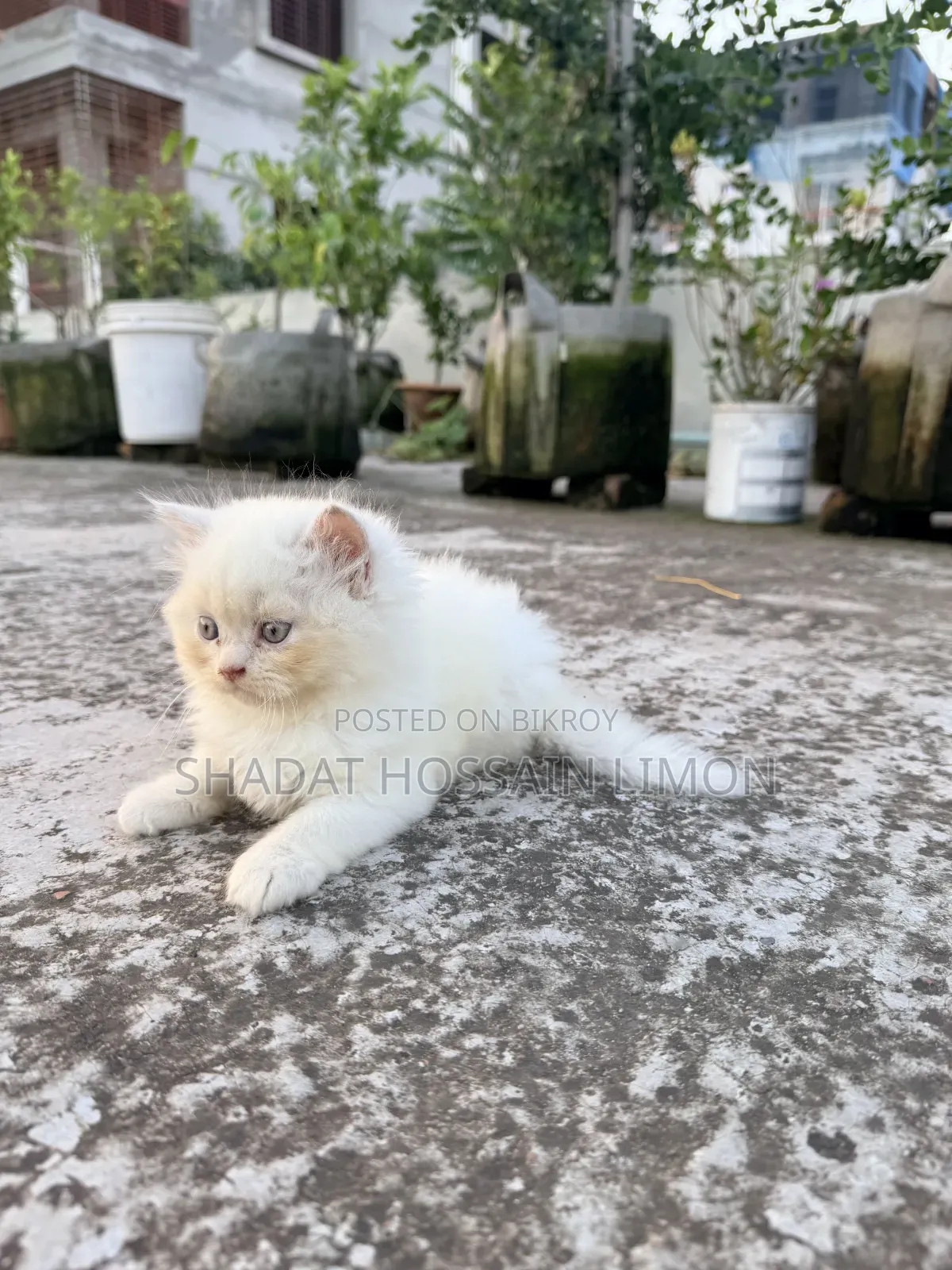 ১-৩ মাস বয়সী পুরুষ পিওরব্রেড পার্সিয়ান