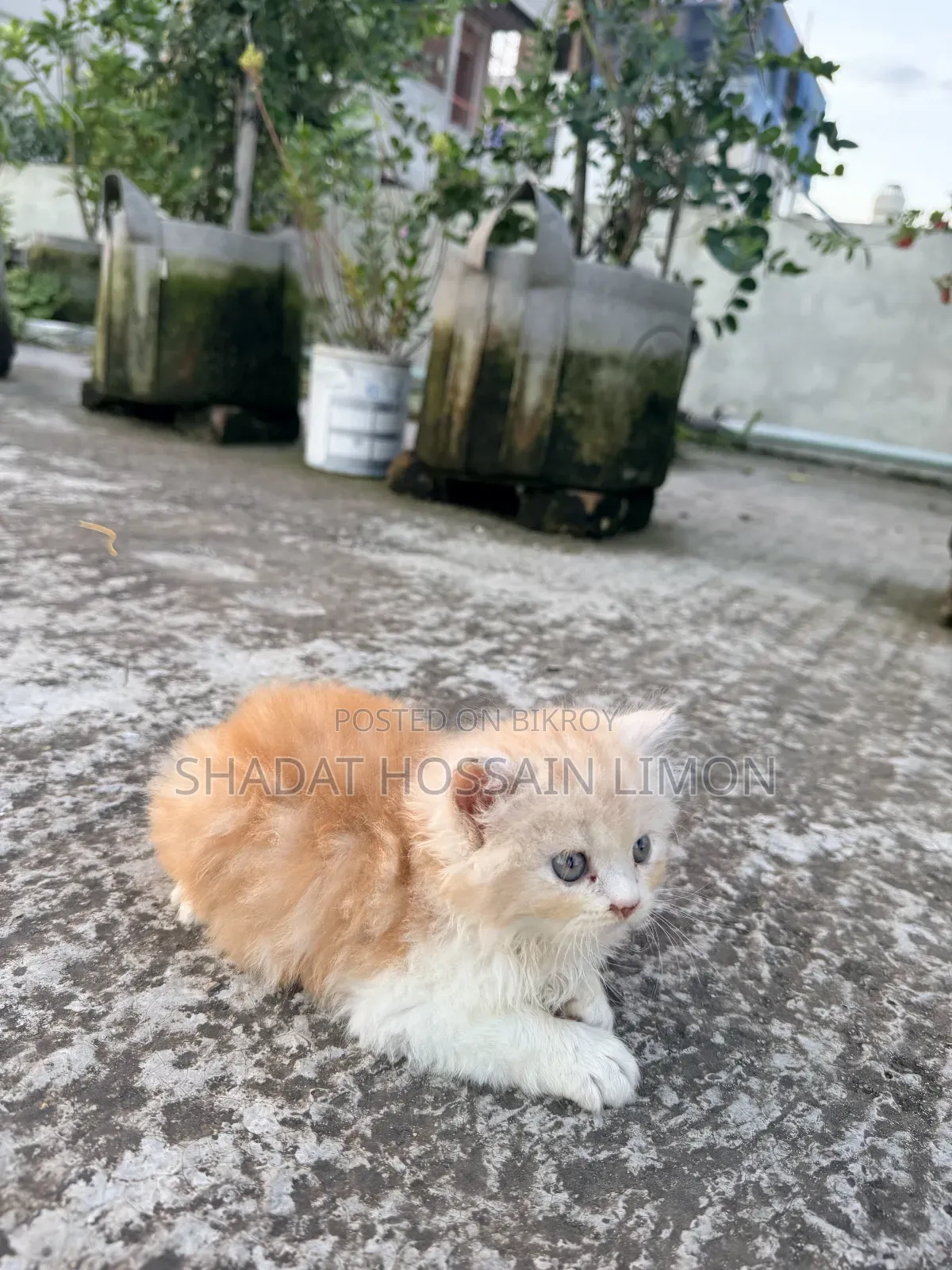 ১-৩ মাস বয়সী পুরুষ পিওরব্রেড পার্সিয়ান