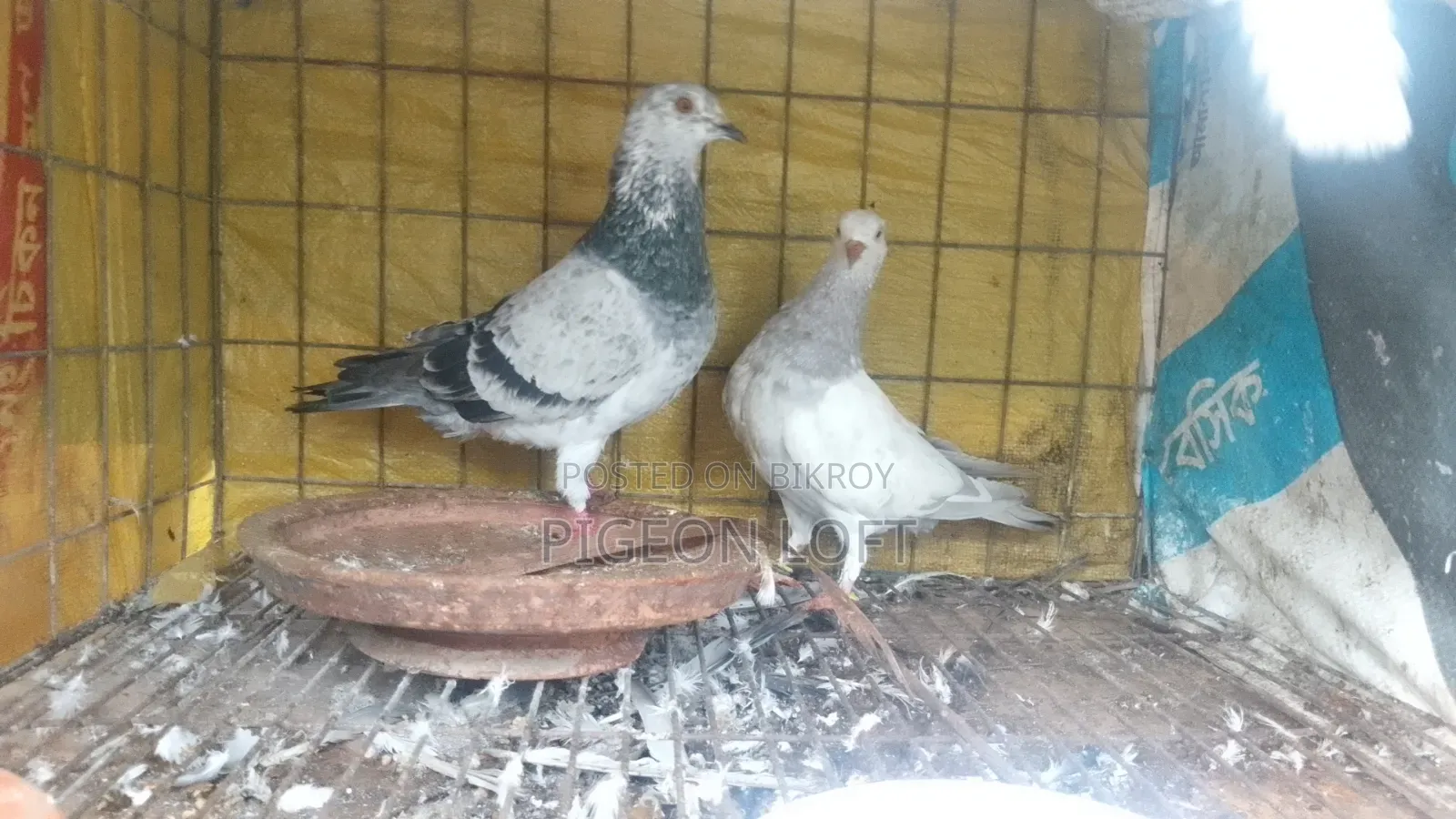 Running Pair.