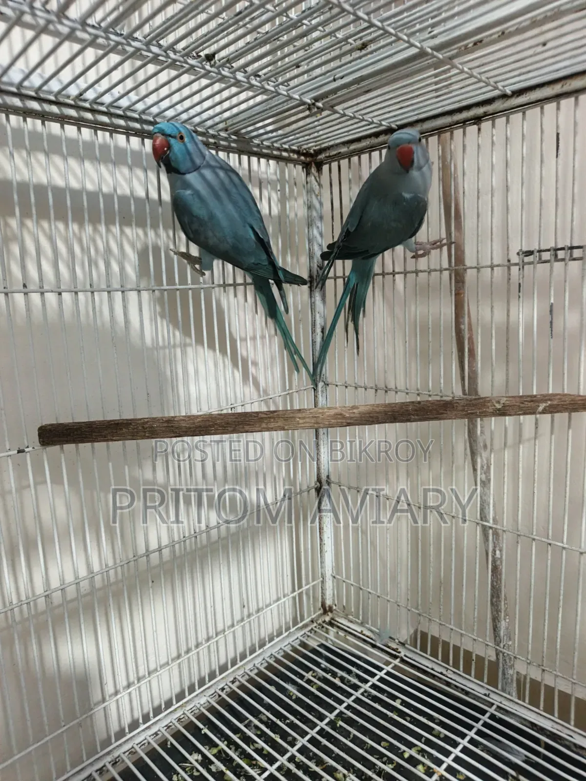 Blue Ringneck Breeding Pair