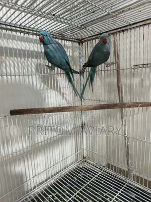 Blue Ringneck Breeding Pair