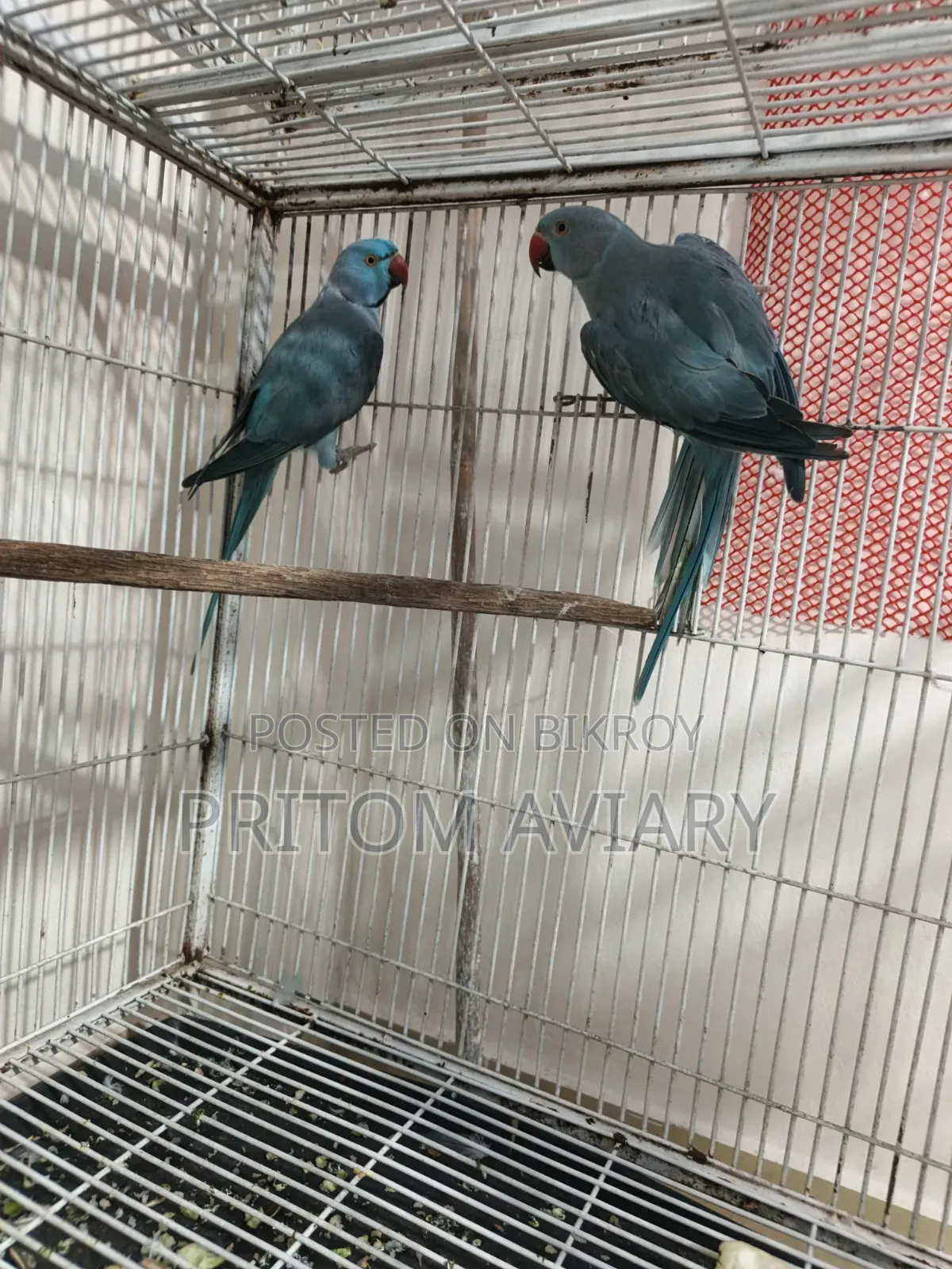 Blue Ringneck Breeding Pair