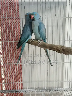 Blue Ringneck Breeding Pair