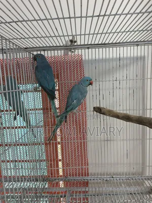 Blue Ringneck Breeding Pair