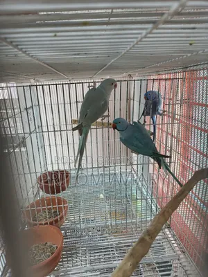 Blue Ringneck Breeding Pair