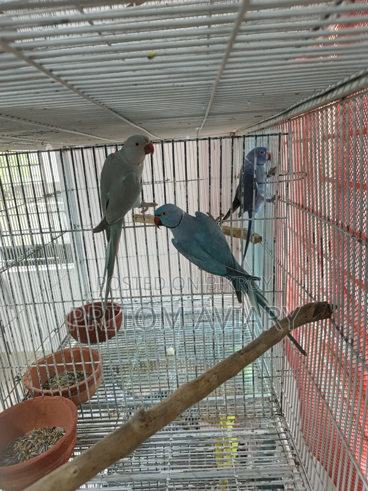 Blue Ringneck Breeding Pair