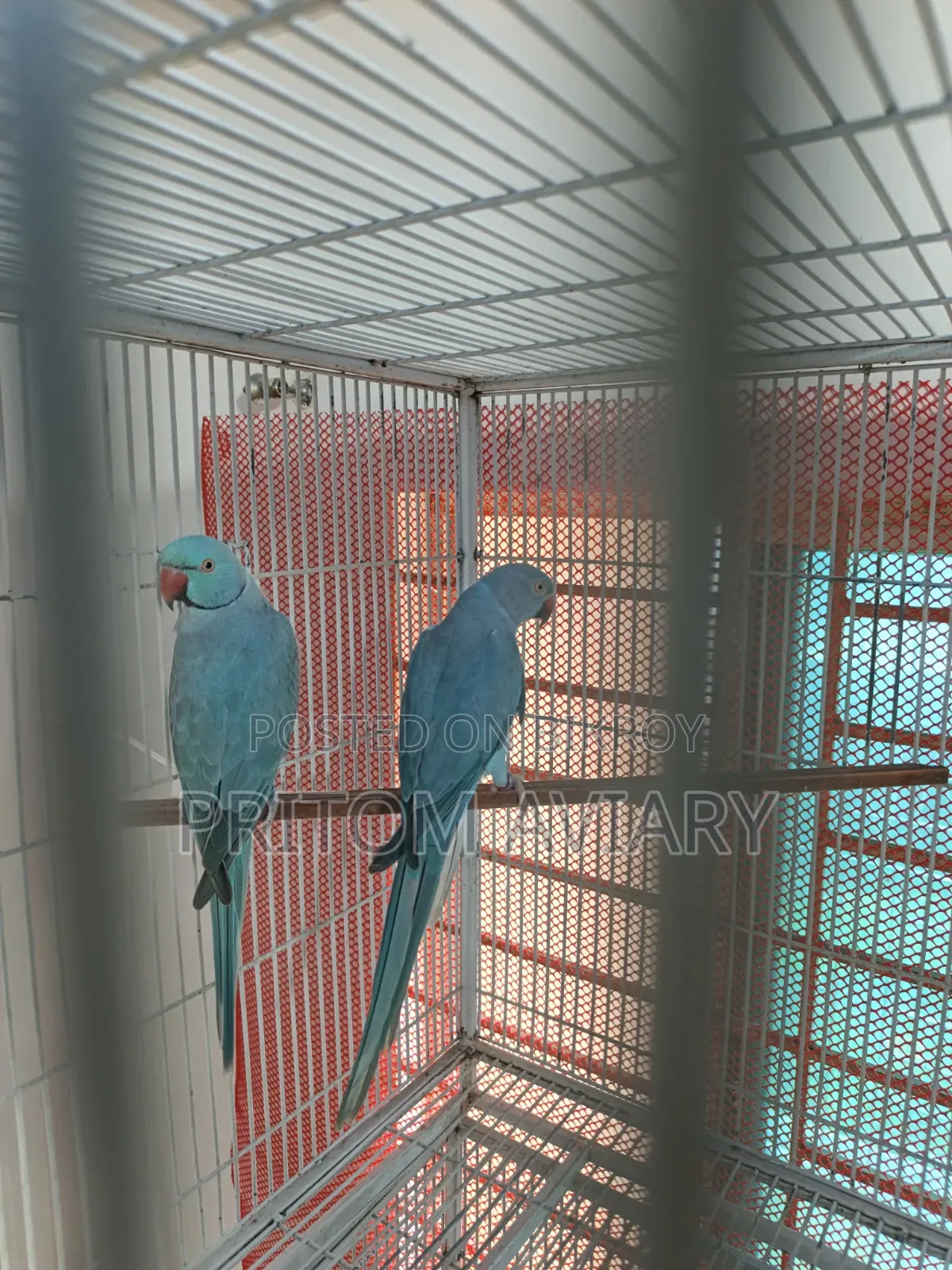 Blue Ringneck Breeding Pair