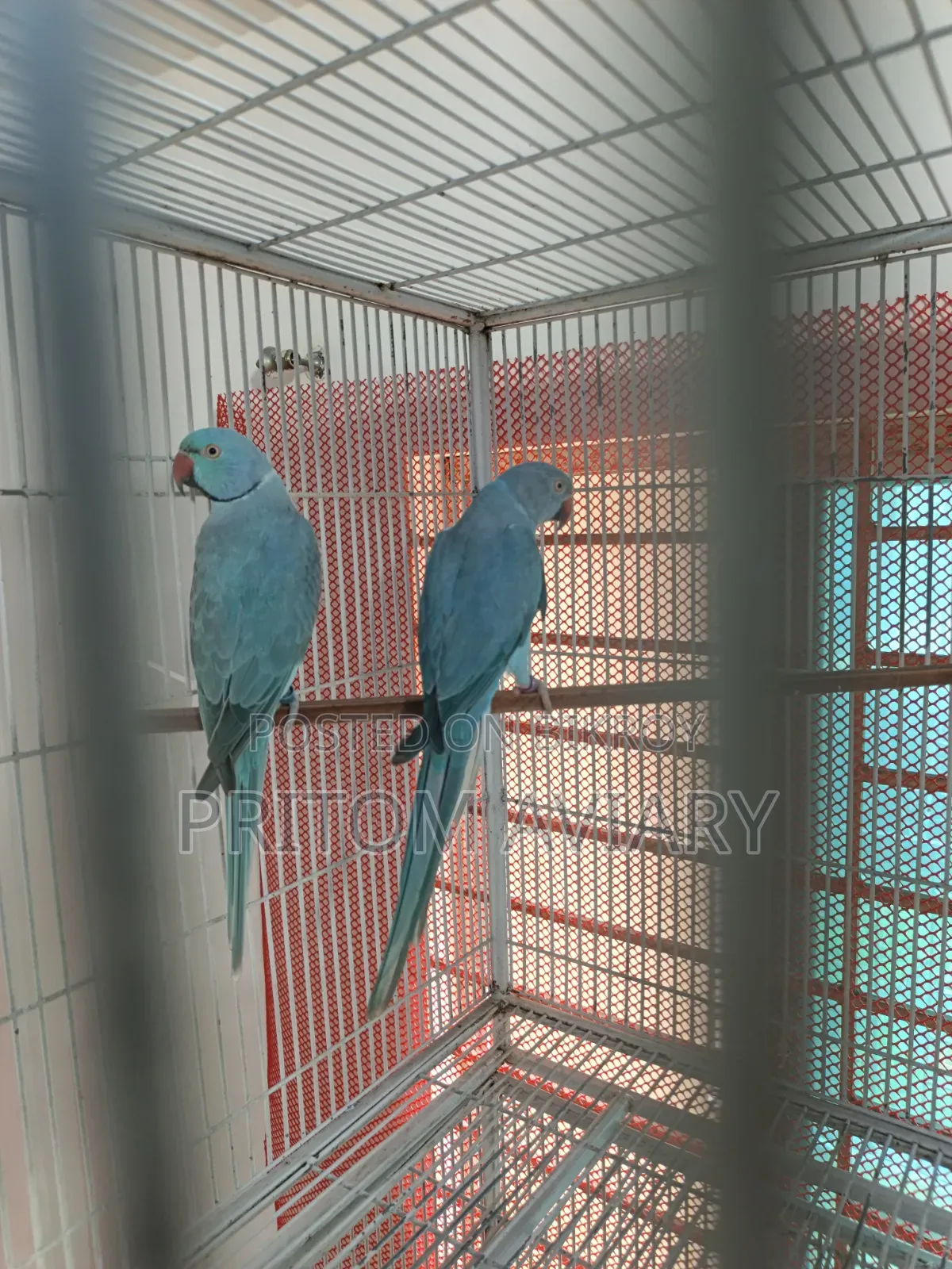 Blue Ringneck Breeding Pair