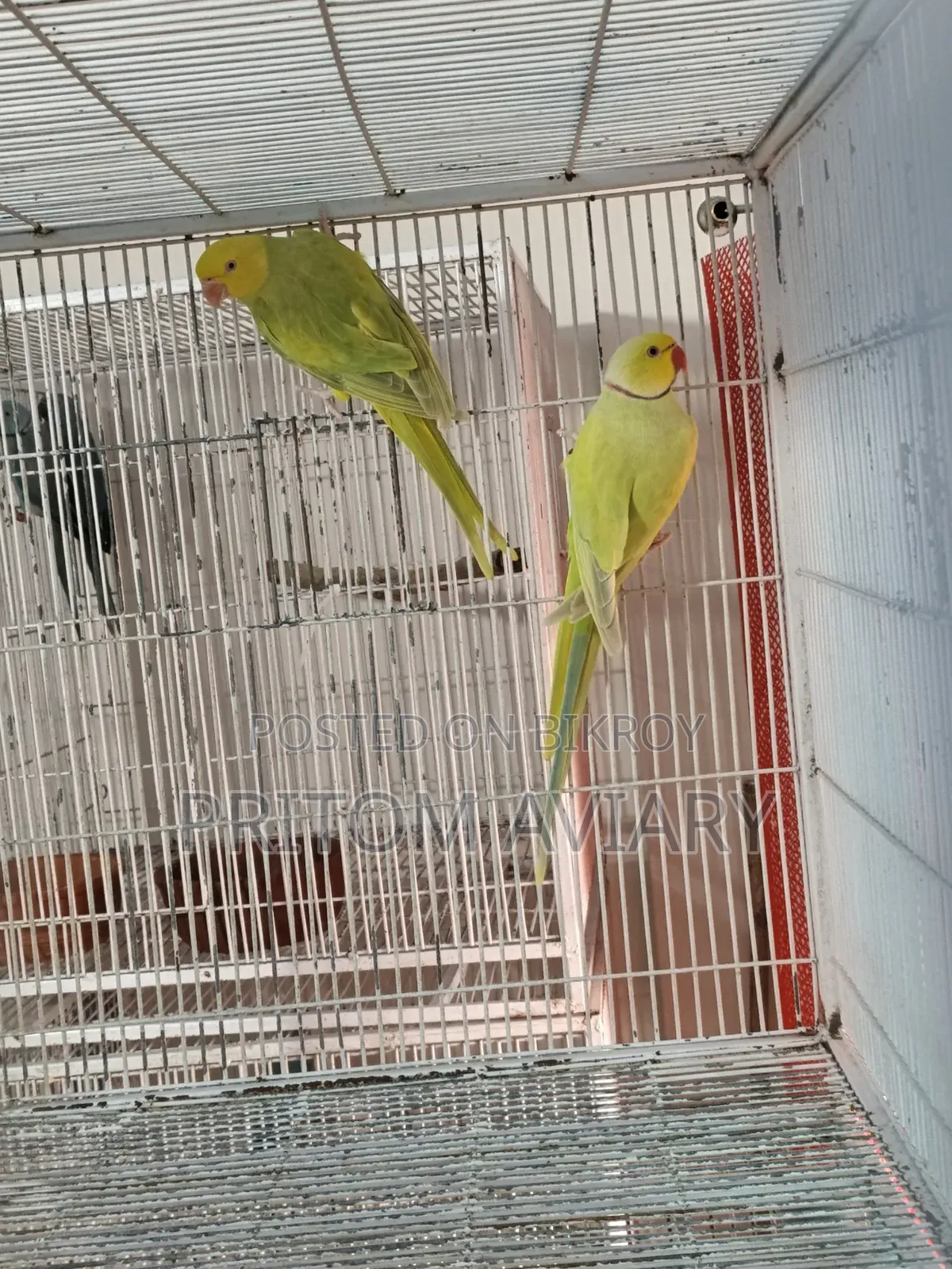 Blue Ringneck Breeding Pair