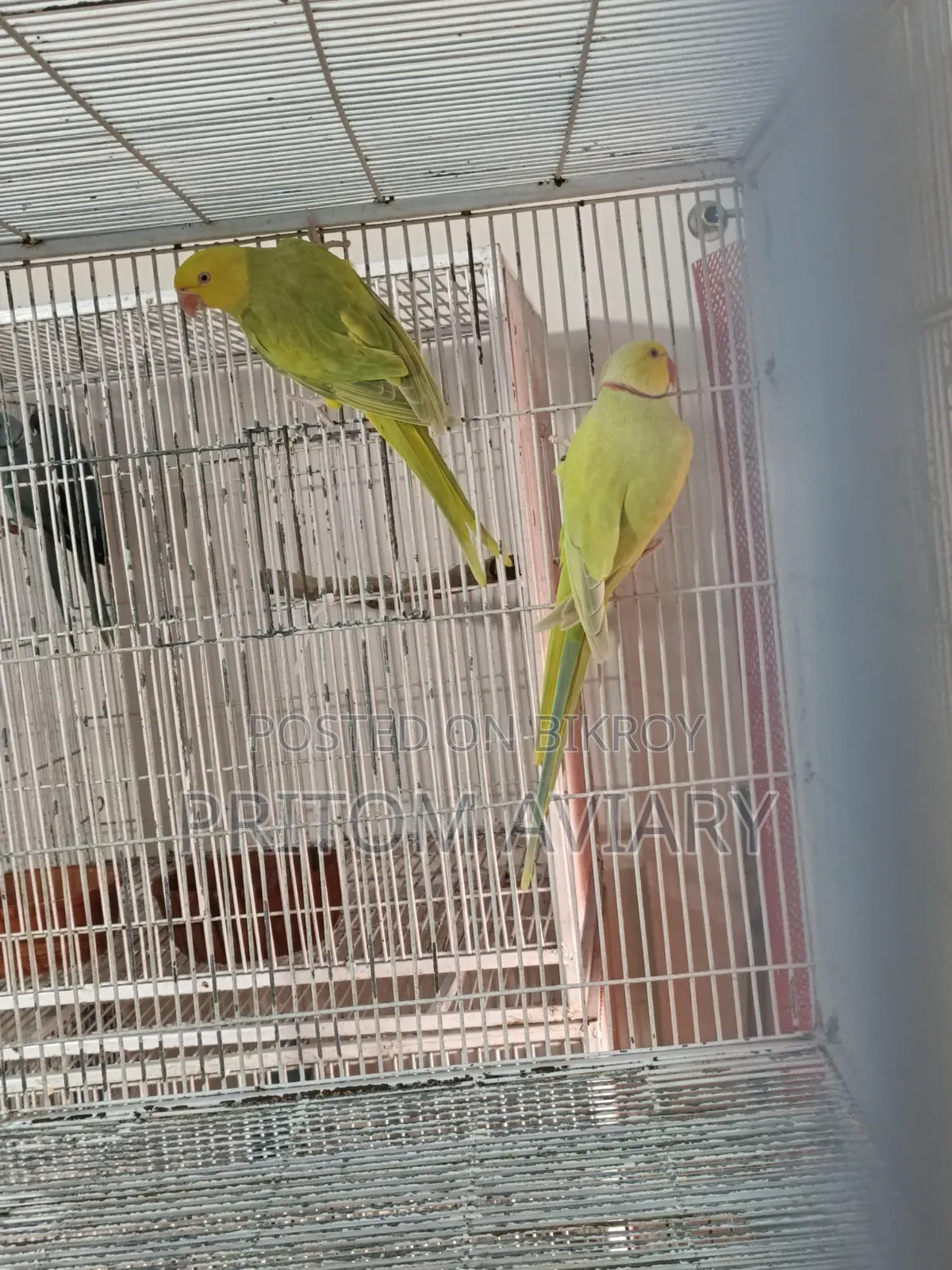 Blue Ringneck Breeding Pair