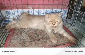 1+ Year Female Purebred Persian