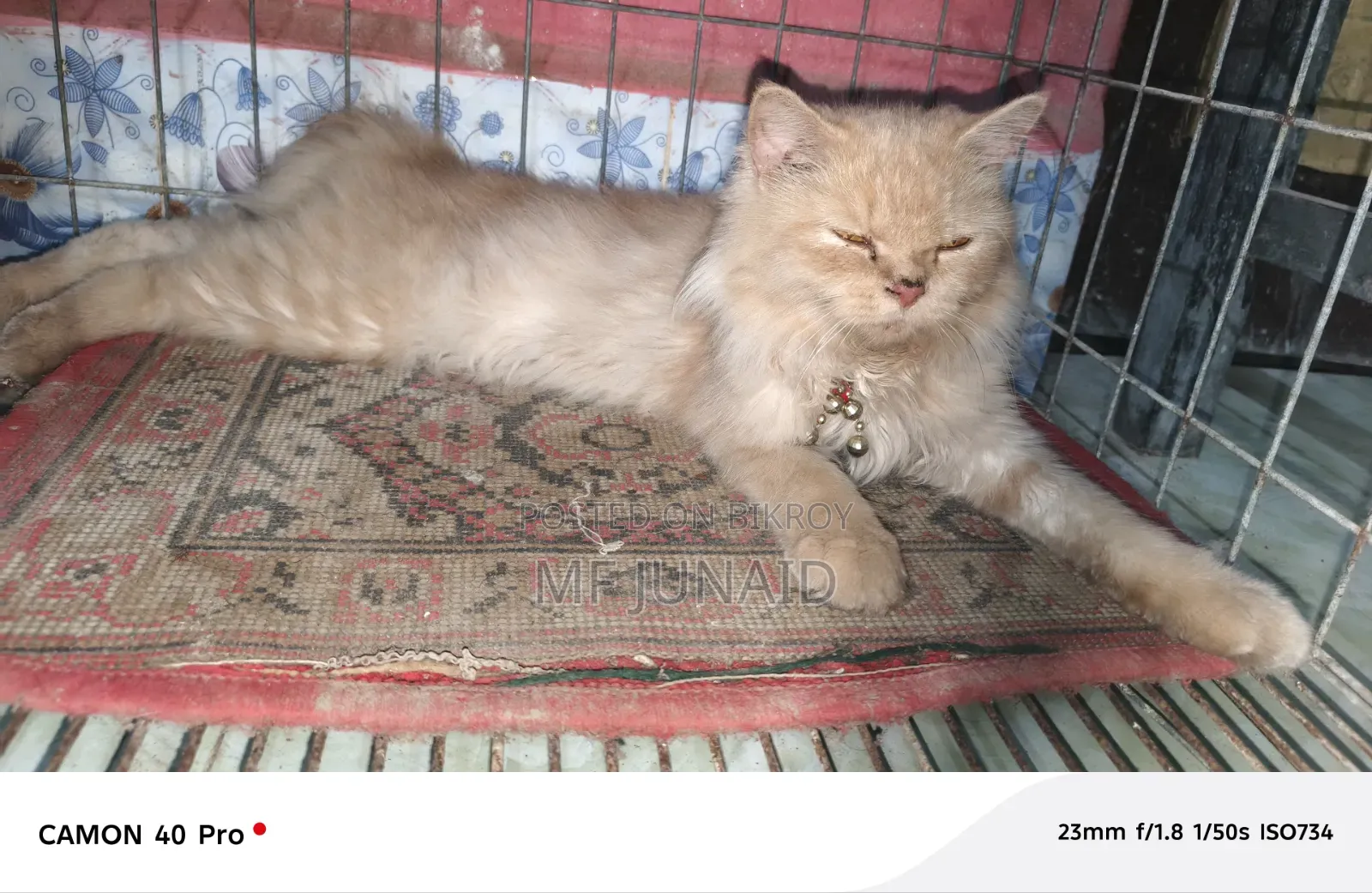 1+ Year Female Purebred Persian