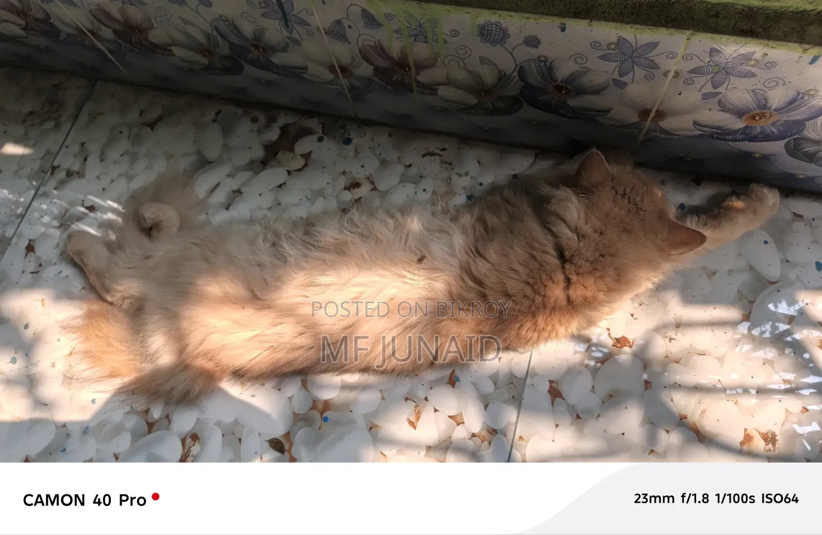 1+ Year Female Purebred Persian