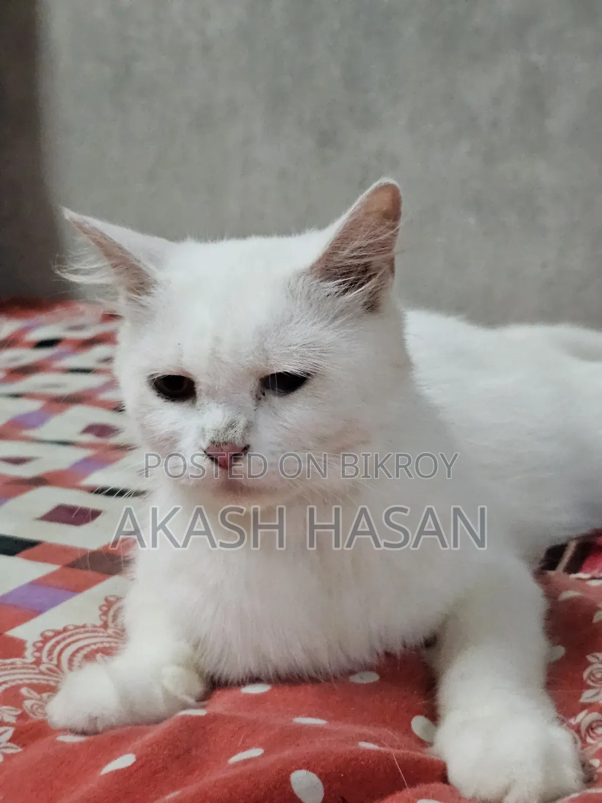 3-6 Months Male Purebred Persian