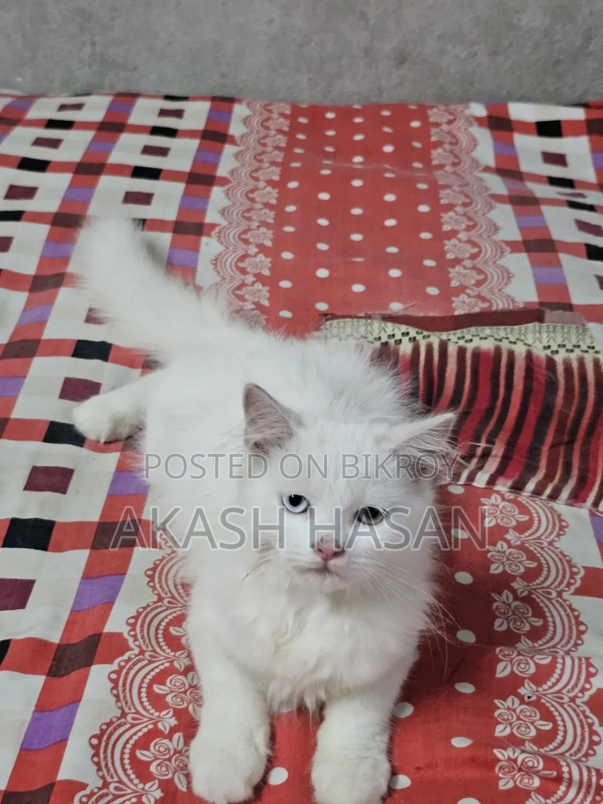 3-6 Months Male Purebred Persian