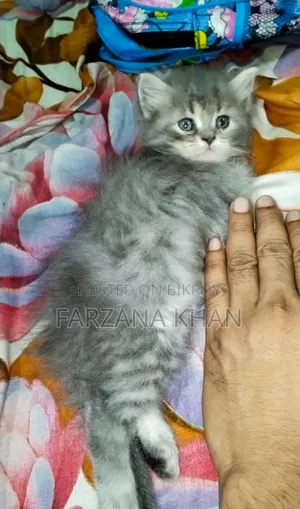 0-1 Month Female Purebred Persian