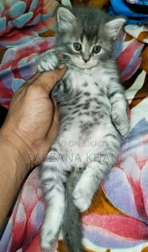 0-1 Month Female Purebred Persian