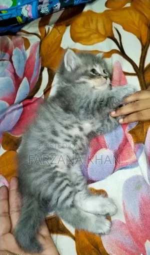 0-1 Month Female Purebred Persian