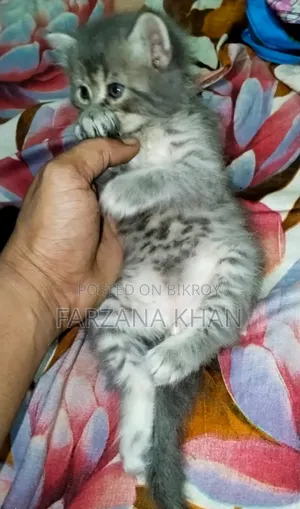0-1 Month Female Purebred Persian