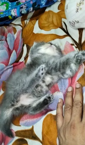 0-1 Month Female Purebred Persian