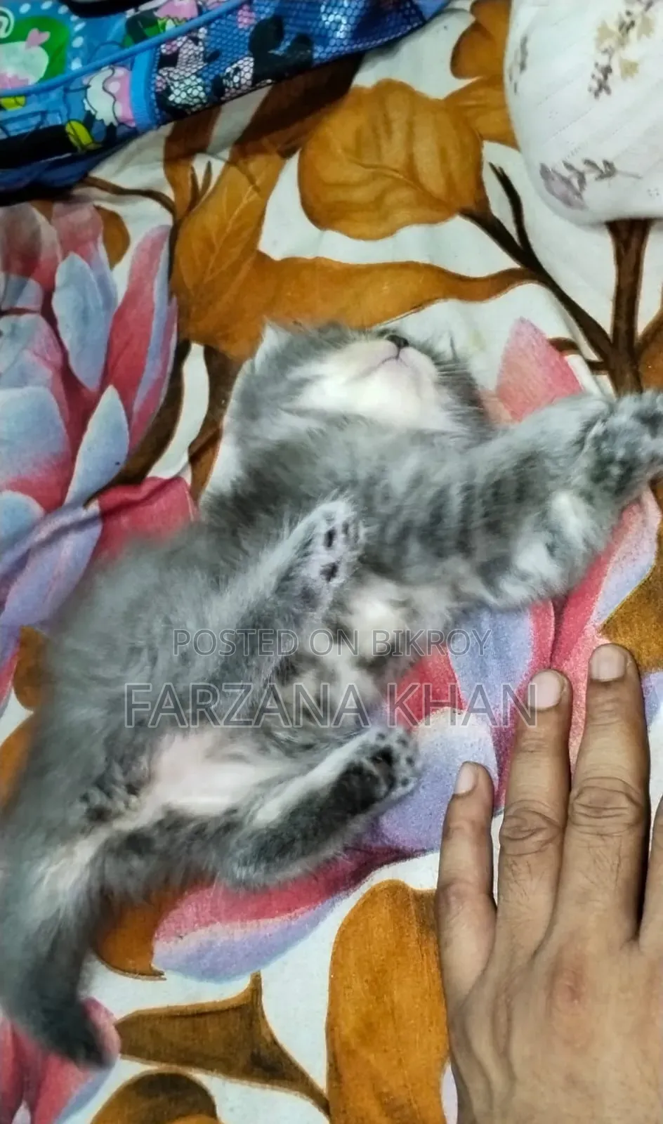 0-1 Month Female Purebred Persian