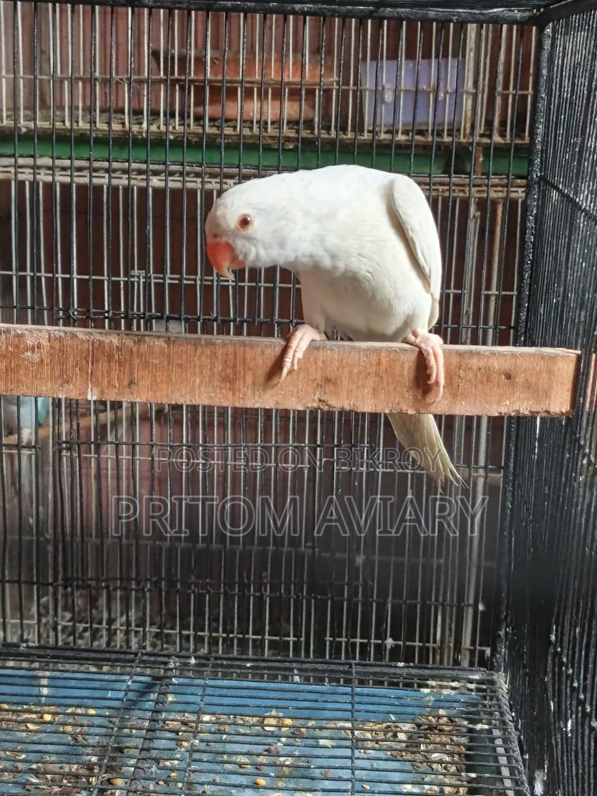 Albino Ringneck Male