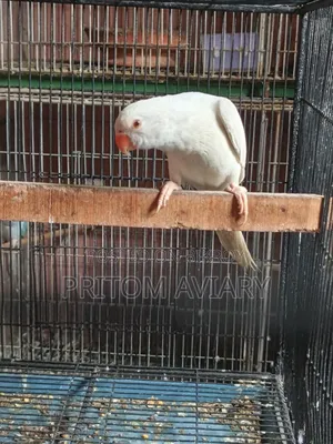 Albino Ringneck Male